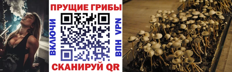 купить   Ликино-Дулёво  Галлюциногенные грибы GOLDEN TEACHER 